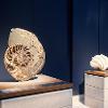 NHM - Earth Galleries - New deep blue background to enhance displays
