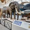 NHM - Whale Hall - New refurbished display of the iconic elephants specimens